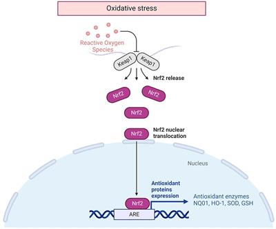 Therapeutic and preventive effects of astaxanthin in ischemic stroke